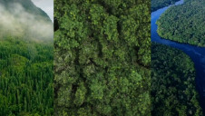 The 100 million trees should be planted by 2025